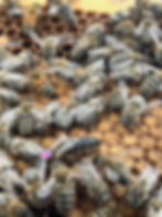 Thumbnail: Carniolian caucasian breeder queen