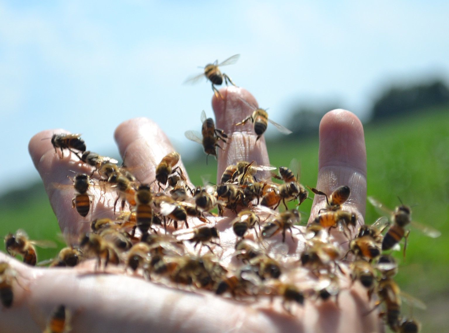 Bee Scientifics