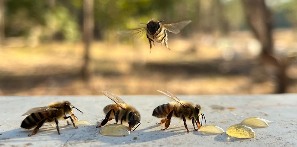 Broken River Apiaries Honey Bee