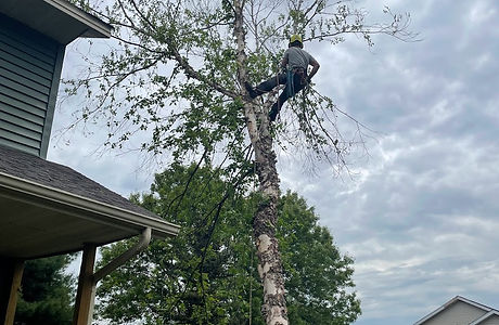 Climbing and removing a tree on the south side of Eau Claire