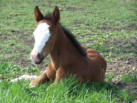 Jet´s Last Blue Sky