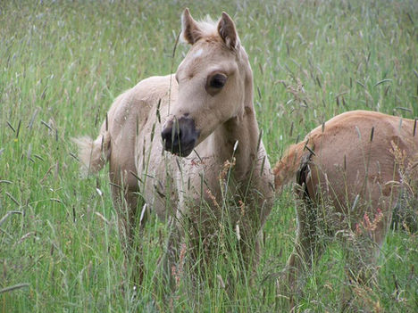 BMH Blue`s Diamond Seniorita