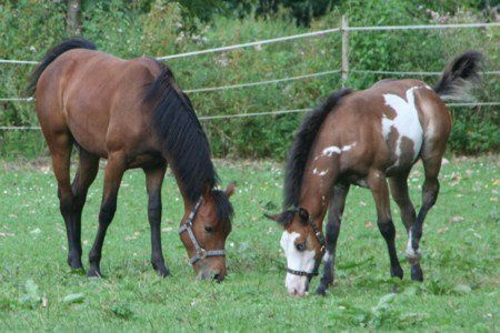 Jet´s Little Late Peter