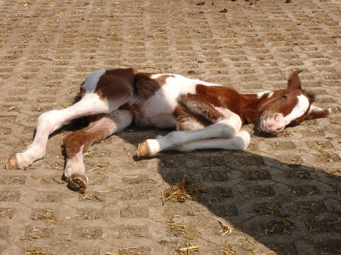 Vollblutaraber Fohlen von Babylon OS