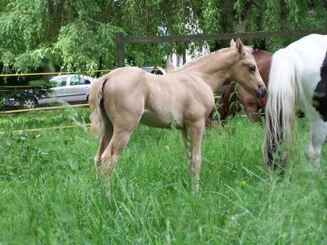 BMH Blue`s Diamond Seniorita