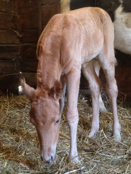 Blue´s Indian Summer