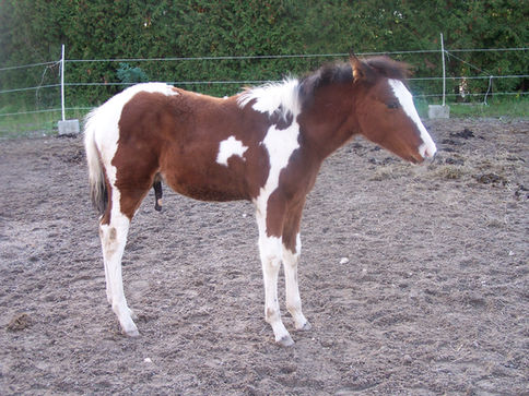 American Paint Horse Hengstfohlen aus Sliding Little Josie