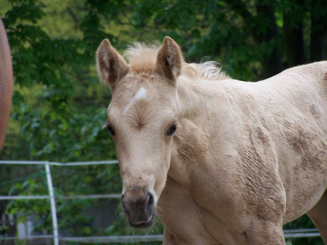 BMH Blue`s Diamond Seniorita