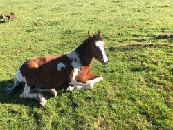 American Paint Horse Hengstfohlen aus Sliding Little Josie