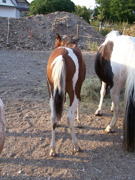 International Quarter Pony aus I Will Suwive und Expensive Kings Poco