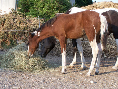 International Quarter Pony aus I Will Suwive und Expensive Kings Poco