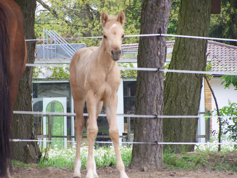 BMH Blue`s Diamond Seniorita