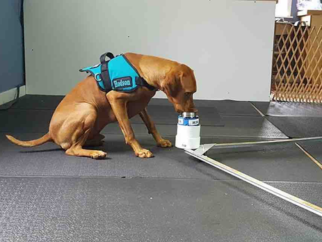 Dogs Sniffing Becomes The New Hope For Early Detection Of Parkinson Disease
