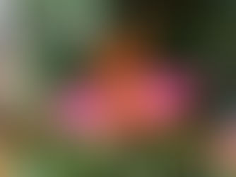 Floral Bold: A Primavera chegou!