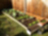 A backyard vegetable garden with rows of fresh produce growing along a wooden fence.