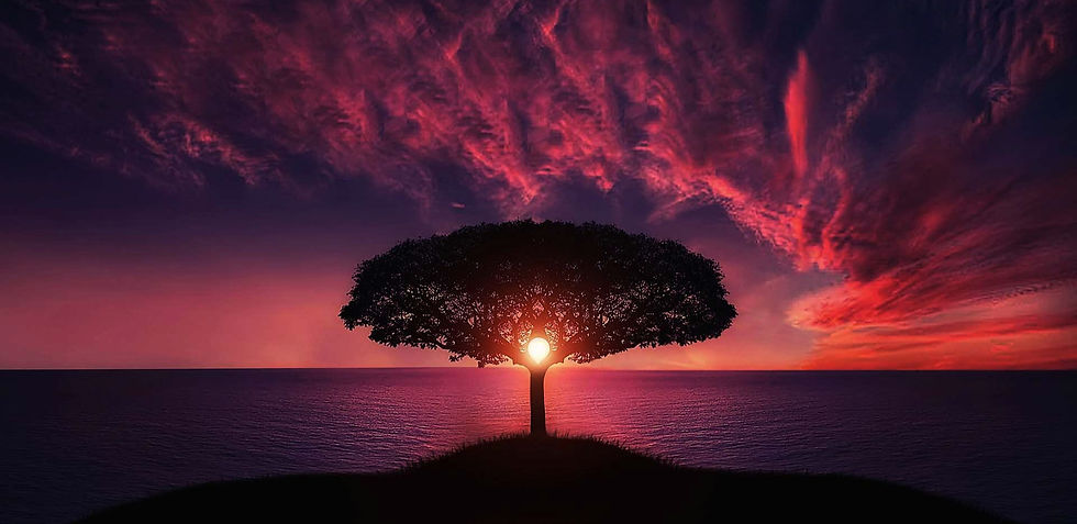 pink tree sunset_edited_edited.jpg