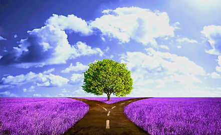 crossroad-path-in-lavender-meadow_edited