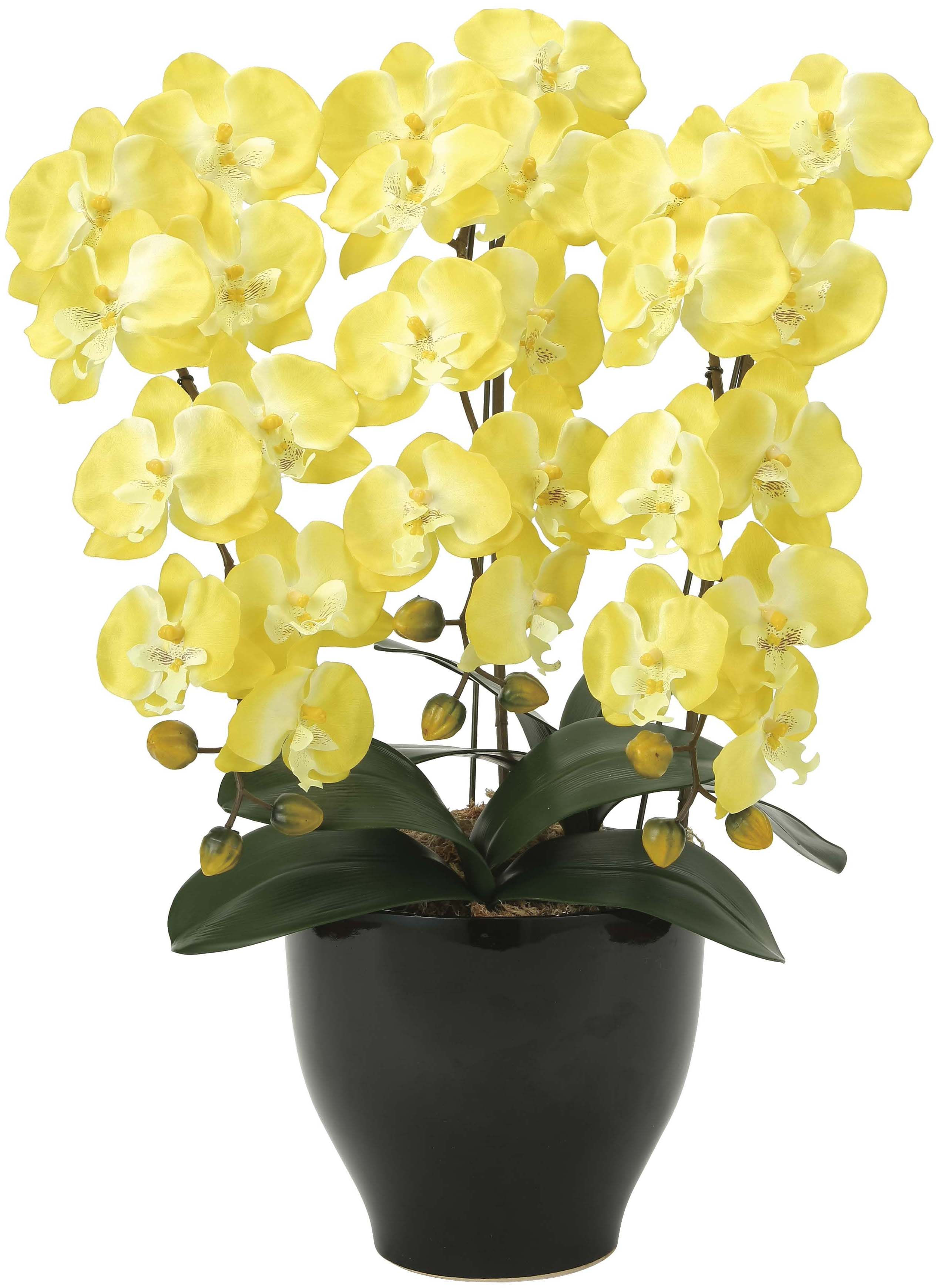 胡蝶蘭セリースイエロー