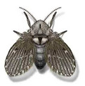 drain-flies.jpg