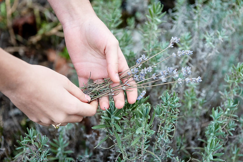 Frühlings-Kräuterwanderung Ende April