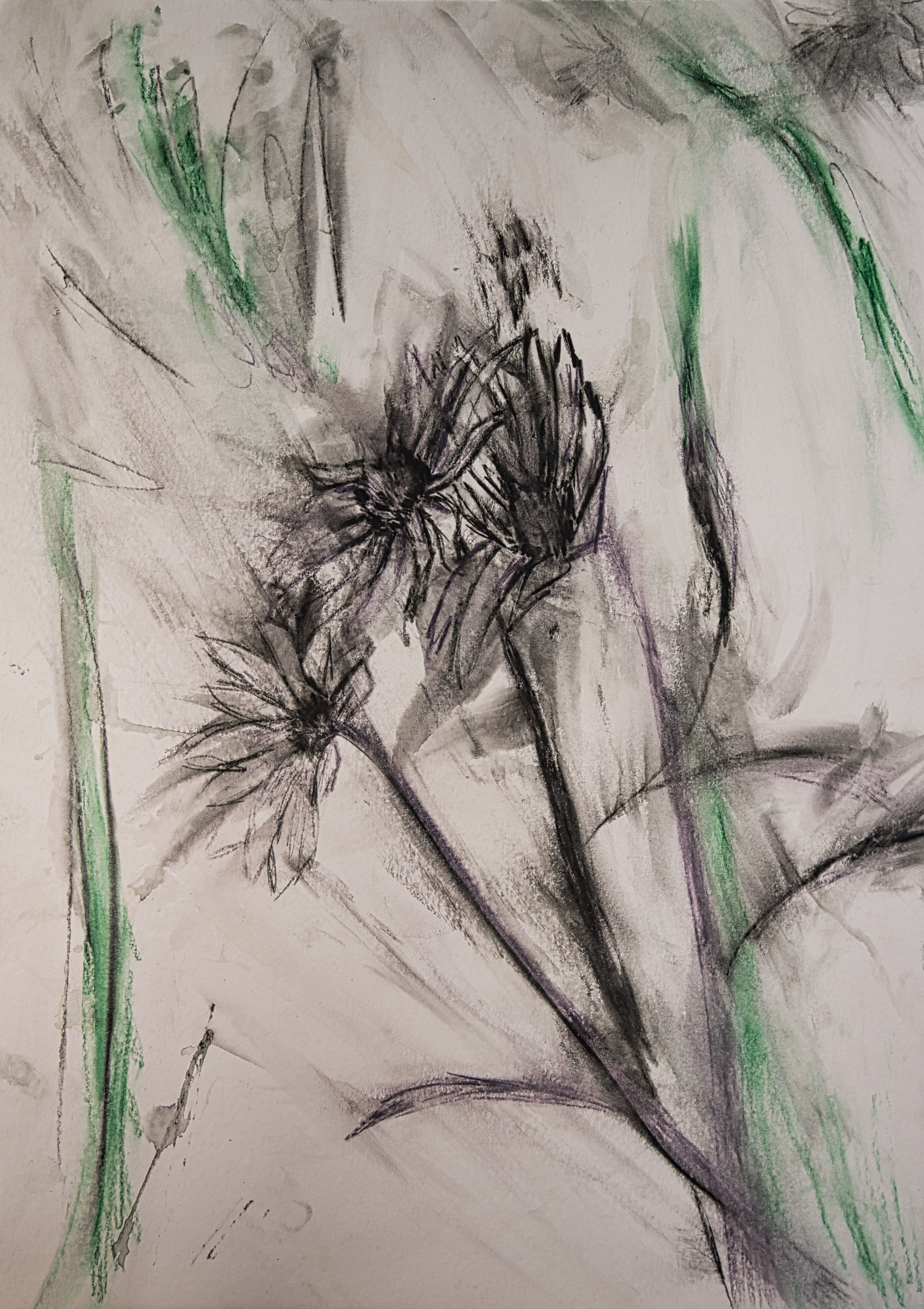 WHEN DAISIES CRY