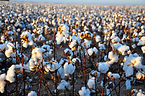 Cotton_field_kv32.jpg