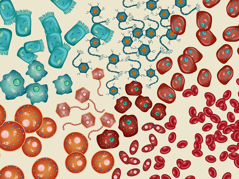 Haley Lab Banner.png