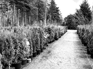 viveros forestales_edited.jpg