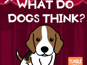 What Do Dogs Think?