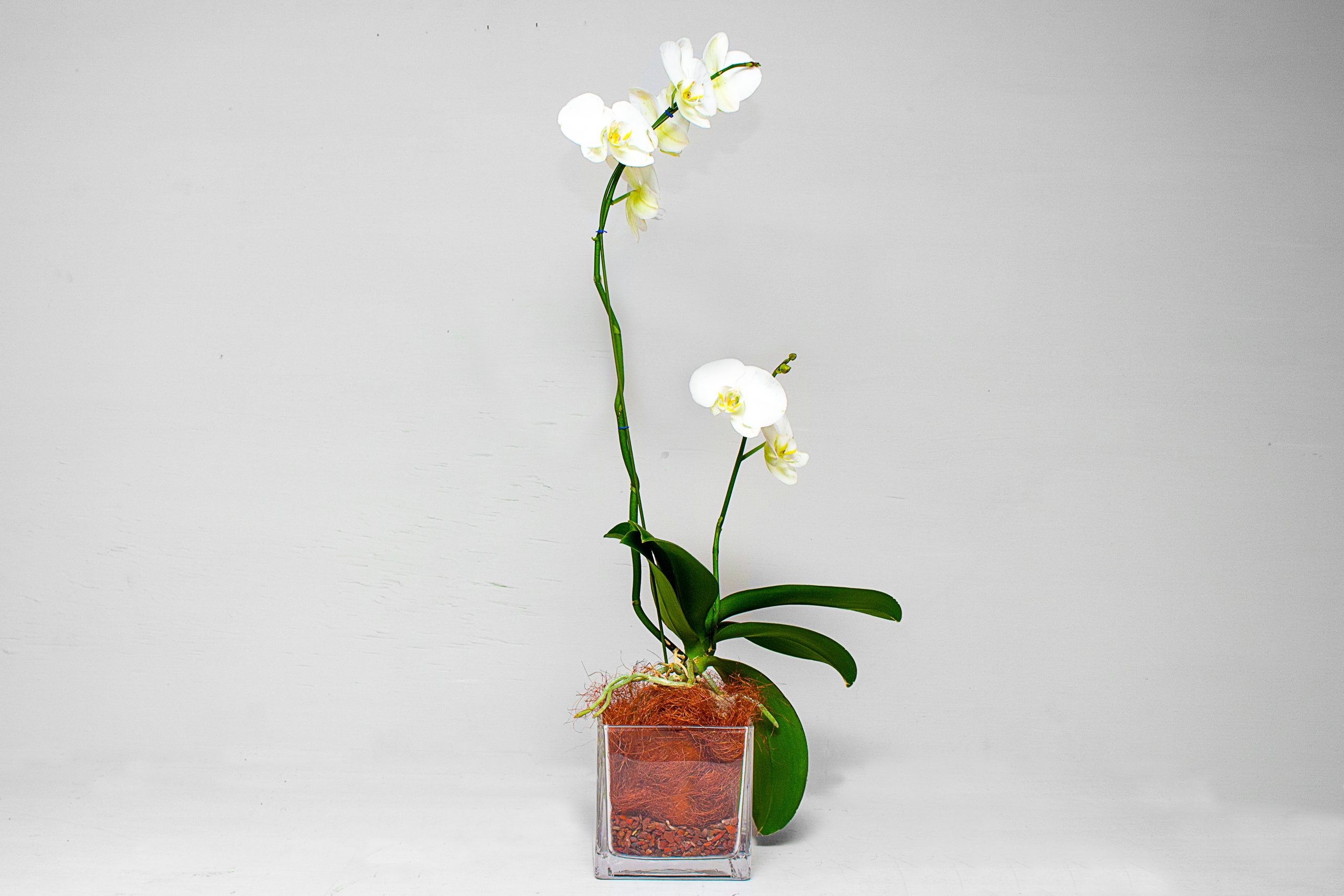 Orchid Plant
