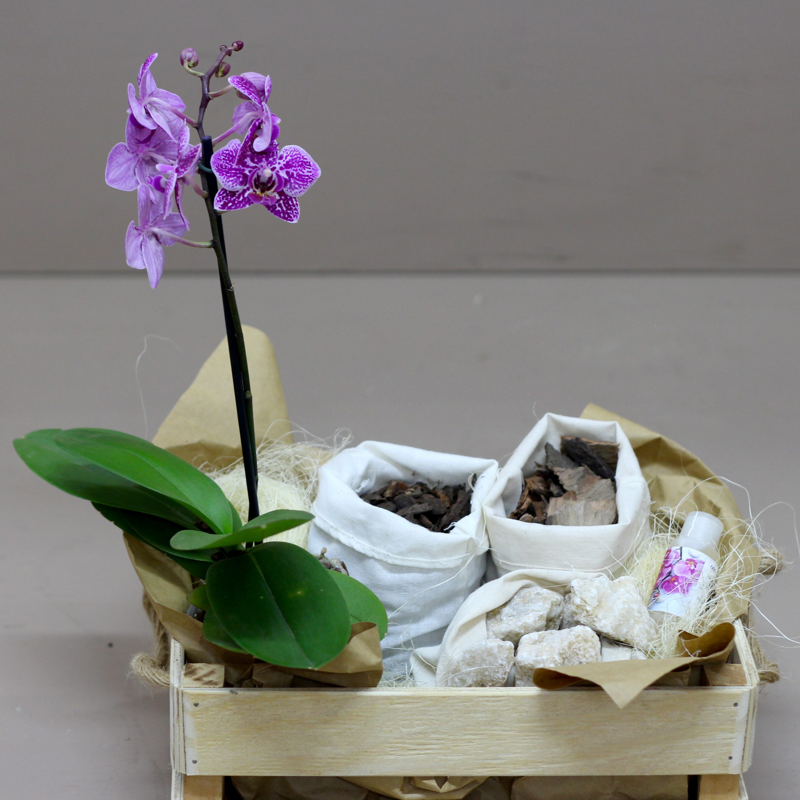 Orchid Grow Kit Hamper