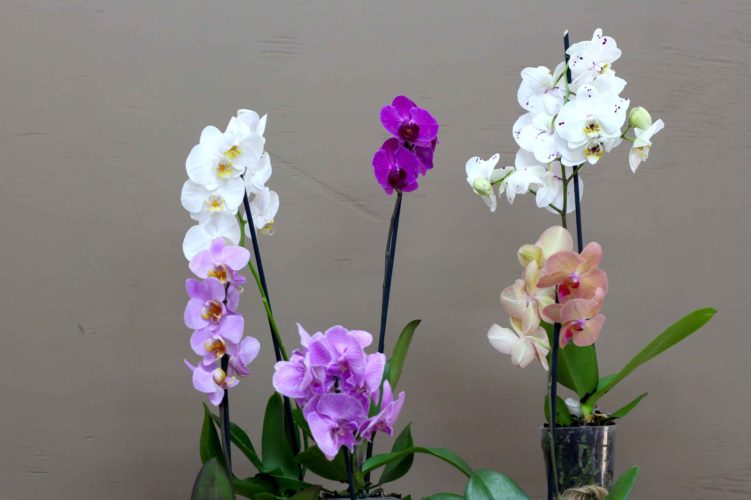 Orchid Plant 2