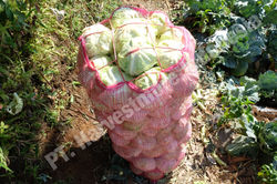 Cabbage (1)