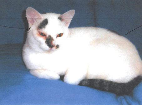 迷い猫 10/2~ 見つかりました