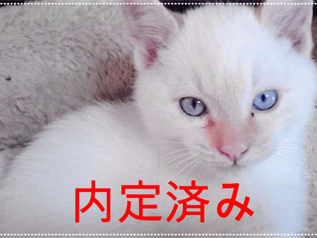 【2匹内定】子猫ちゃんの里親募集⑱