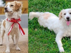 Chiribaya, perro ancestral: el Congreso declara su legado como Patrimonio Nacional