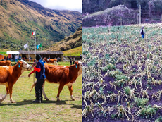 ¡Crisis en Andamarca! Las heladas arrasan con cultivos y ganadería.