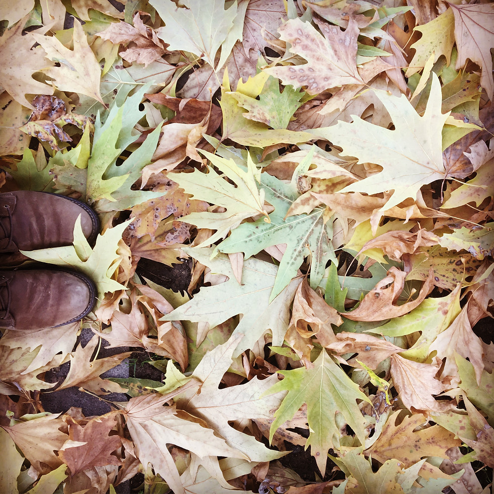 Autumn Leaves