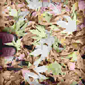 Autumn Leaves