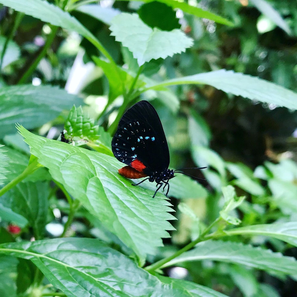Key West Butterfly Nature Conservatory