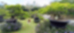 Maba garden (12).jpeg