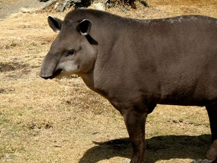 Tapirus_terrestris