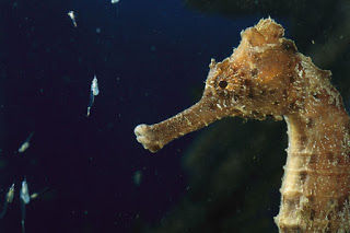 Kuda laut_6