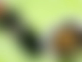 なすの素揚げに大根おろし