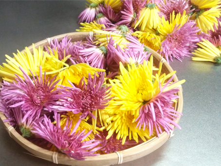 「もって菊」に恋するたまり酢