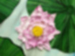 Detail Lianhua 18 - 部分荷叶田田 18