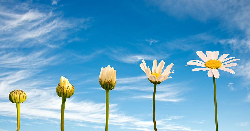 Sunflower-fromseedling-to-bloom-indicating-transformation