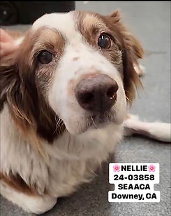 SOS SEAACA Nellie Shelter