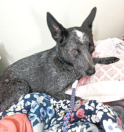 SOS Abby Tulare City Freedom