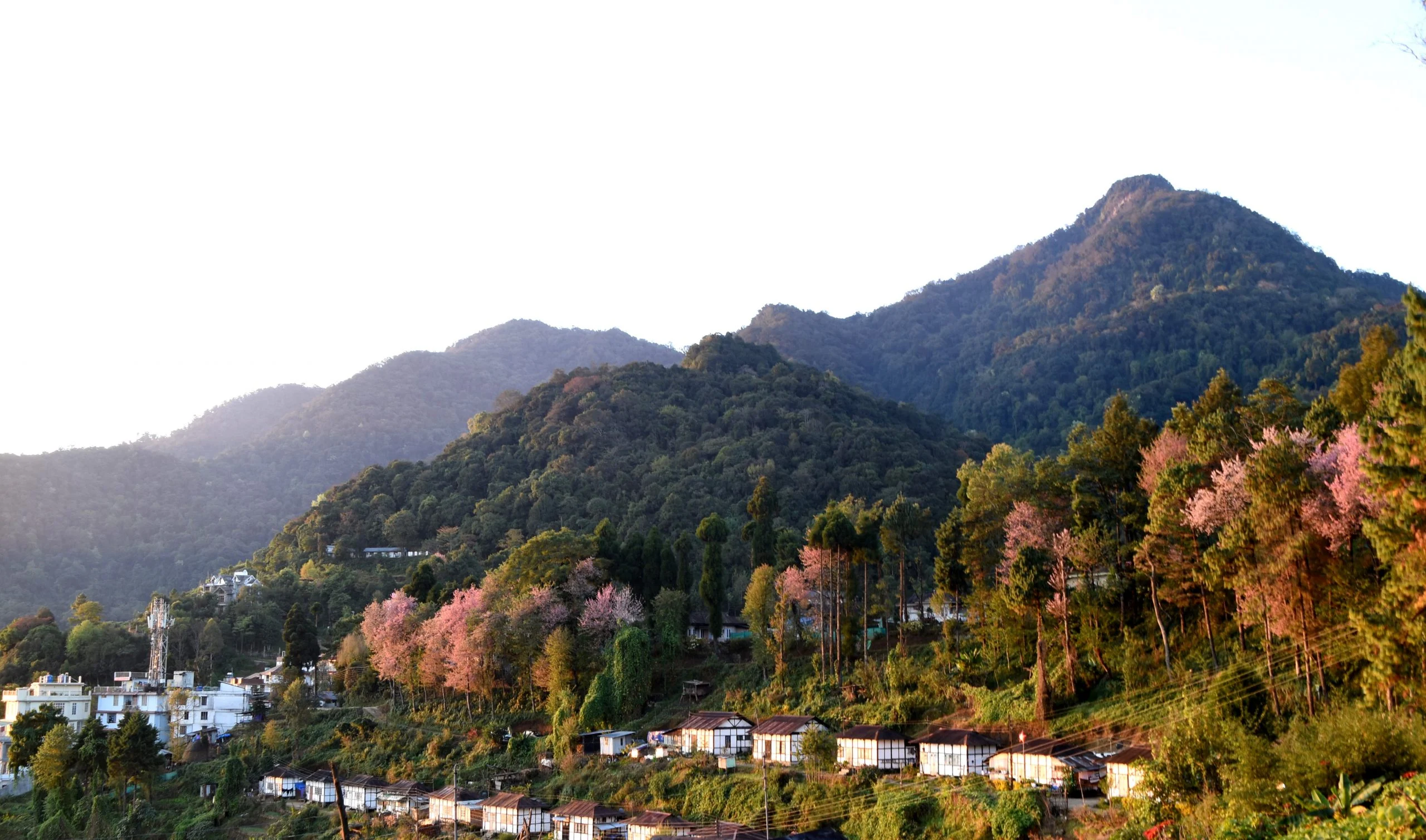 Kohima.webp